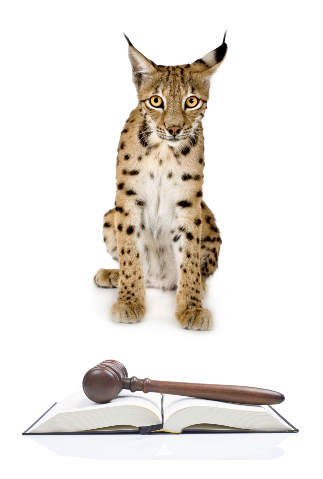 lynxlaw.jpeg