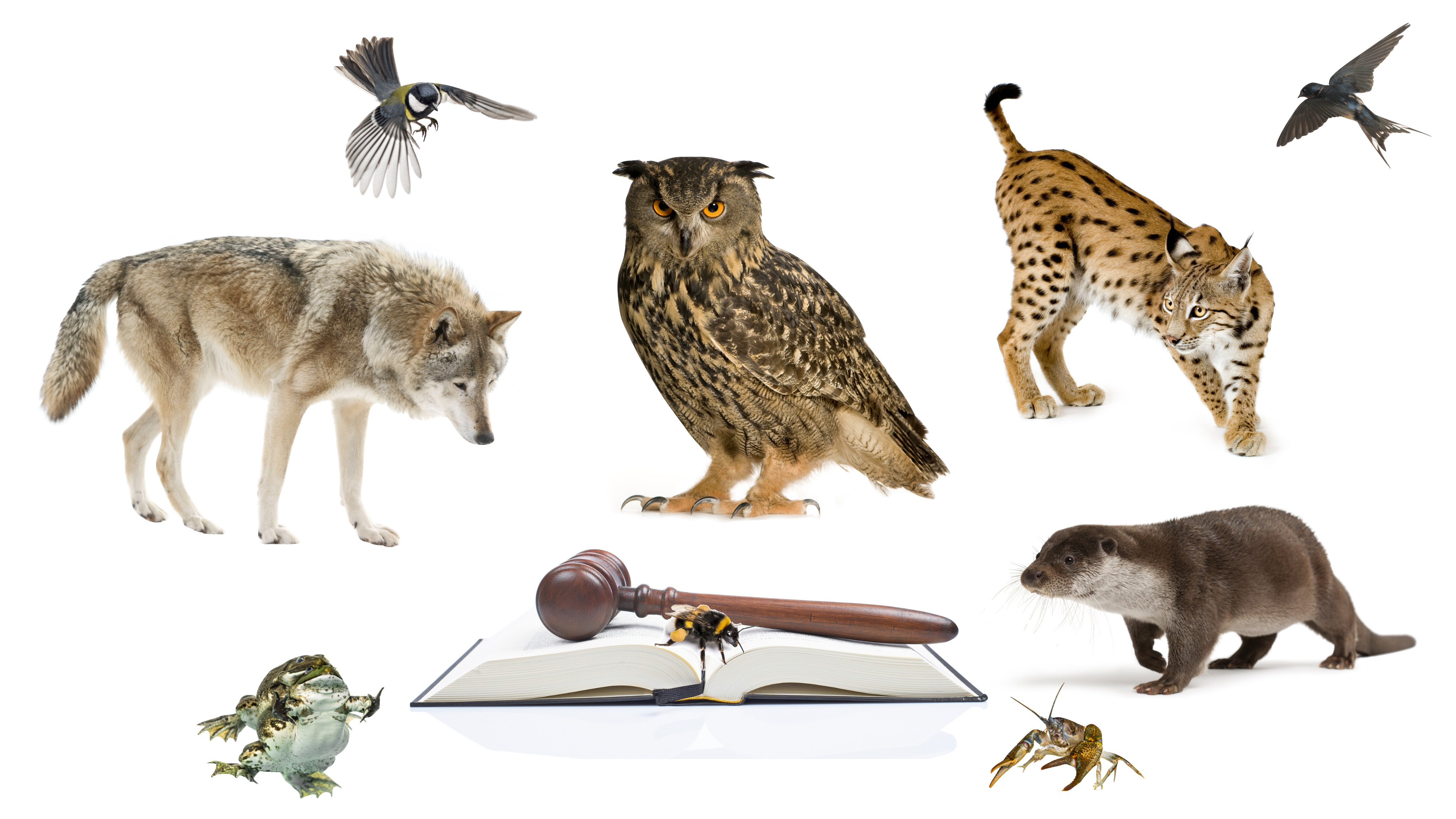 animals